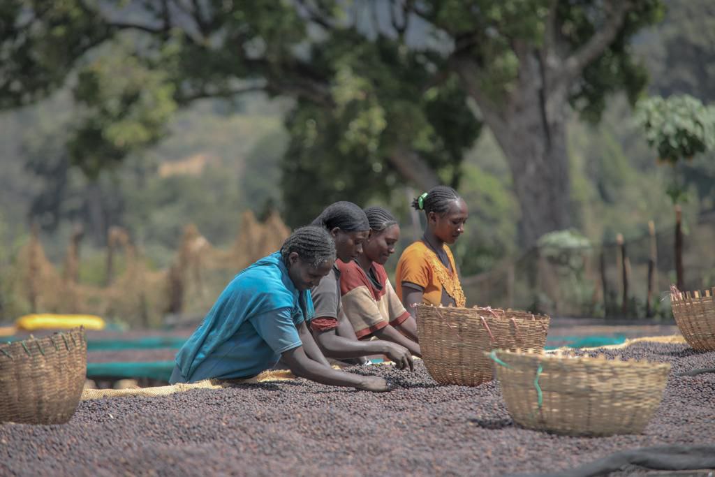 Ethiopia Coffee Exporter